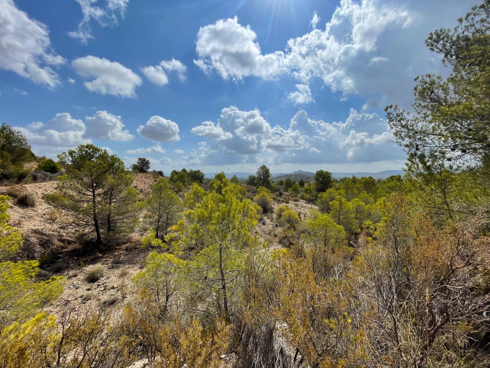 Dennenbos met uitzicht over het dal bij Alicante